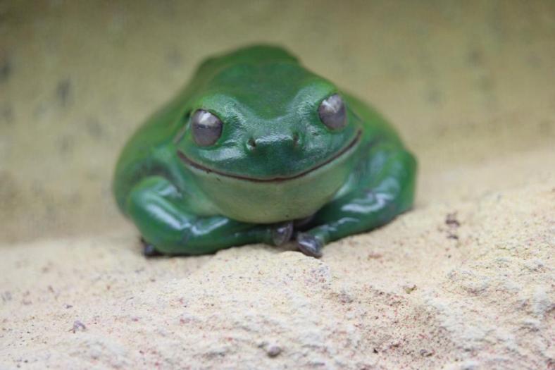 Nettes Kerlchen, White-lipped Tree Frog