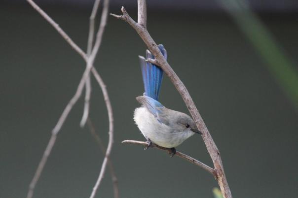 Splendid Fairy-wren, Weibchen