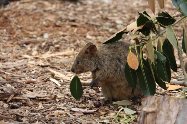 Quokka