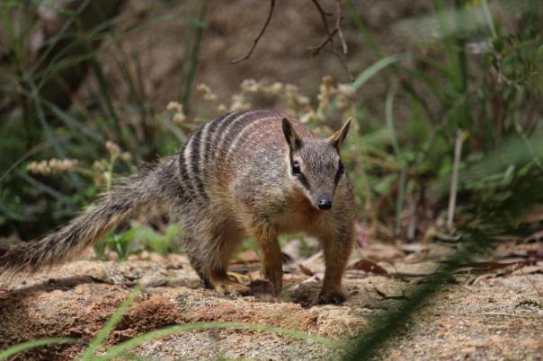 Numbat, lebt in den Wäldern südlich von Perth