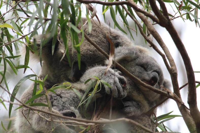 Die Zwei halten ein Schläfchen