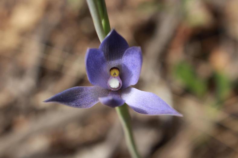 Scented Sun Orchid, Marrinup Townsite Campground