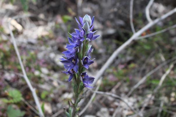 Scented Sun Orchid, Marrinup Townsite Campground