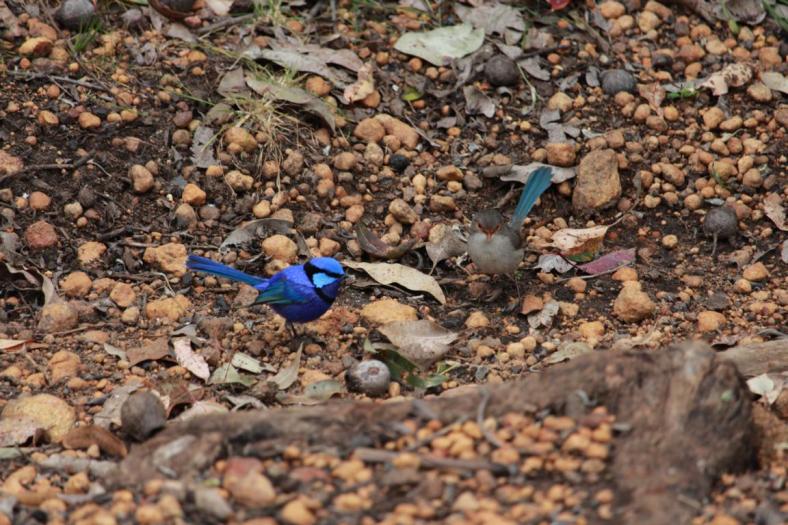 Ehepaar Spendid Fairy-wren Marrinup Camp