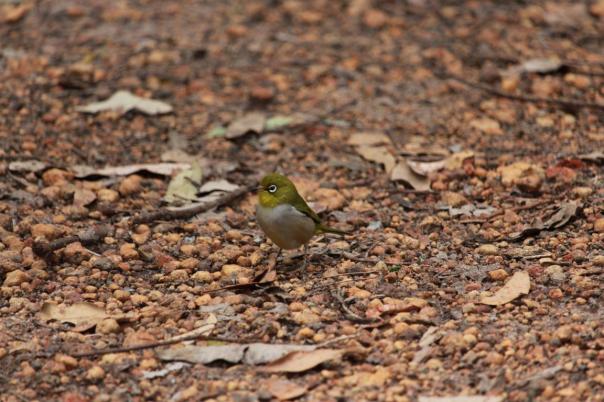 Silvereye, Marrinup Camp