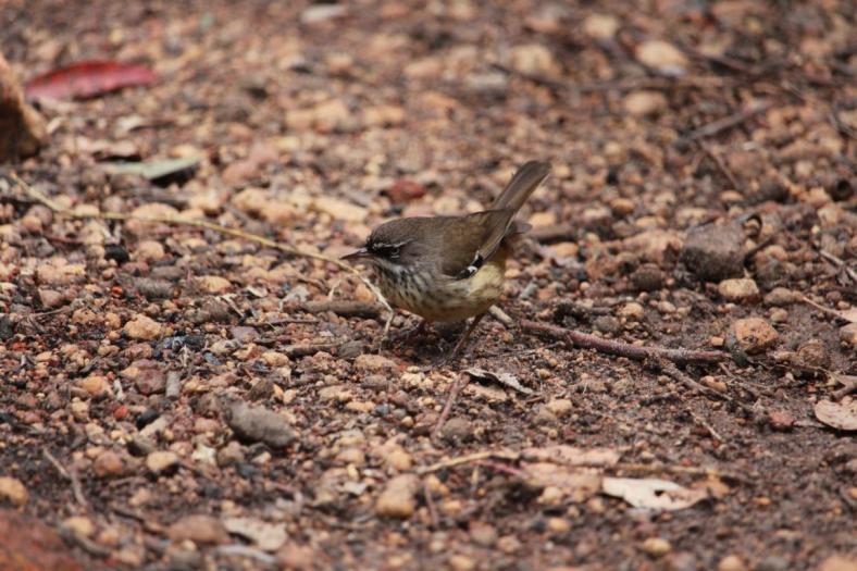 White-browed Scrubwren, Marrinup