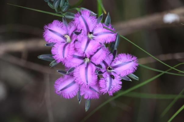 Fringe Lily, Marrinup Falls