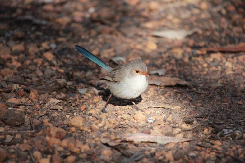 Splendid Fairy-wren, Weibchen
