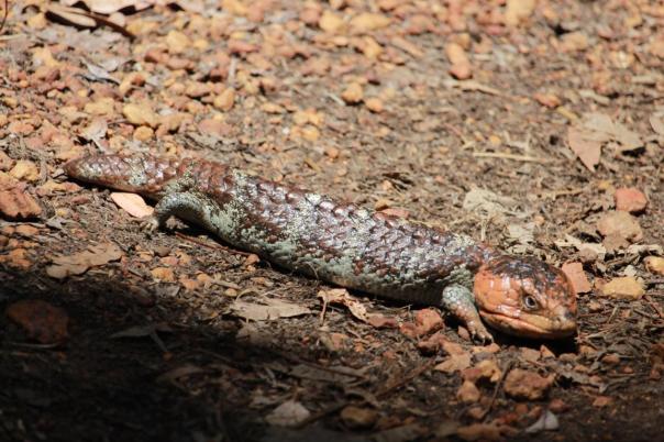 Shingleback Lizard, Marrinup Walks