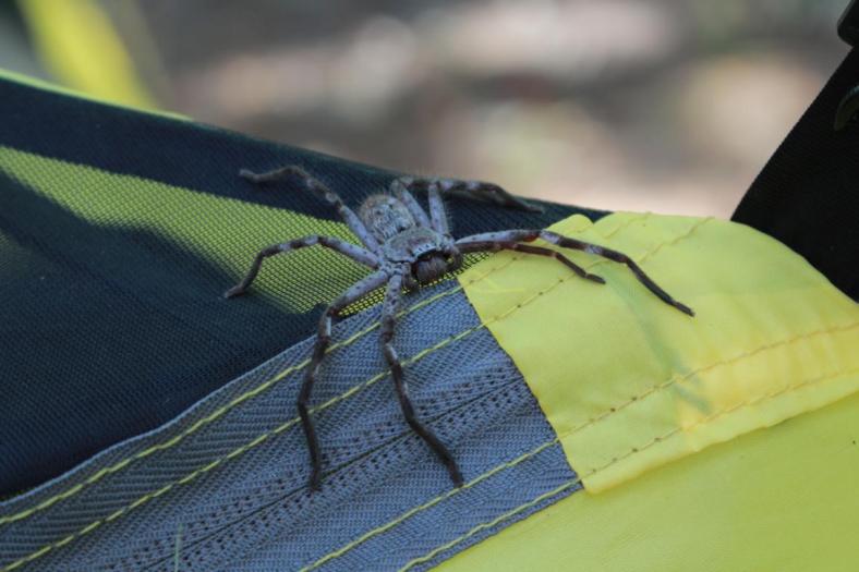 Mal wieder Besuch auf unserem Zelt