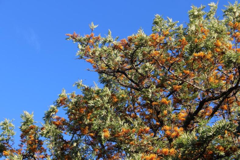 Ein toller Grevillea Baum