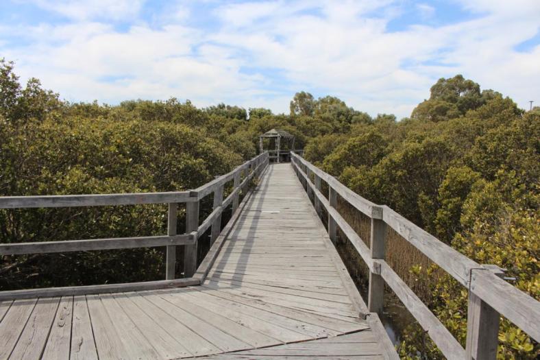 Mangrove Walk Trail, Bunbury