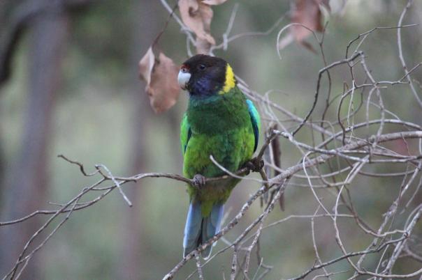 Twenty-eight Parrot, Wellington NP