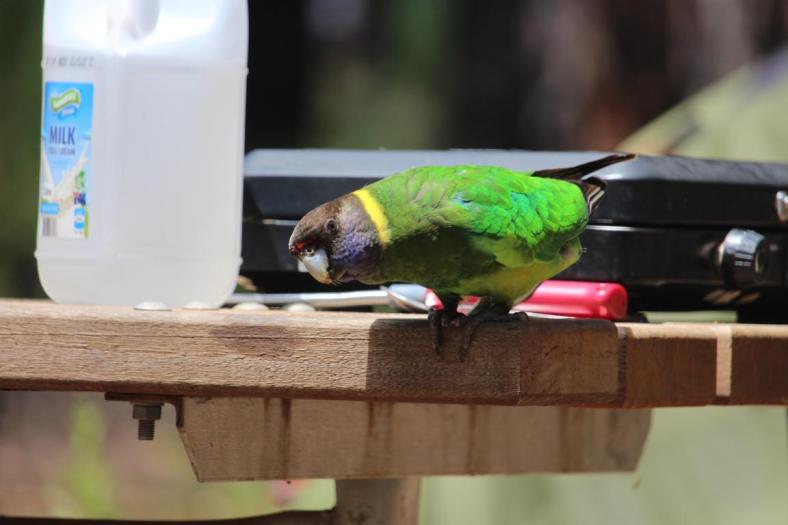Twenty-eight Parrot, Wellington NP