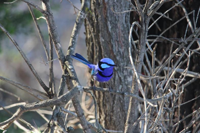 Splendid Fairy-wren, Wellington NP
