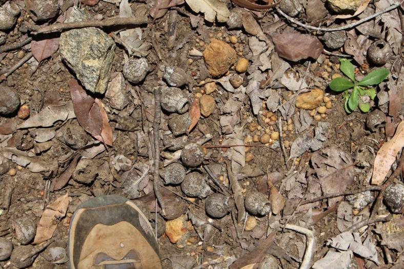 Vorsicht Rutschgefahr, und die Samen liegen hier überall, Wellington NP