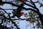 Red-tailed Black-Cockatoo, Wellington NP