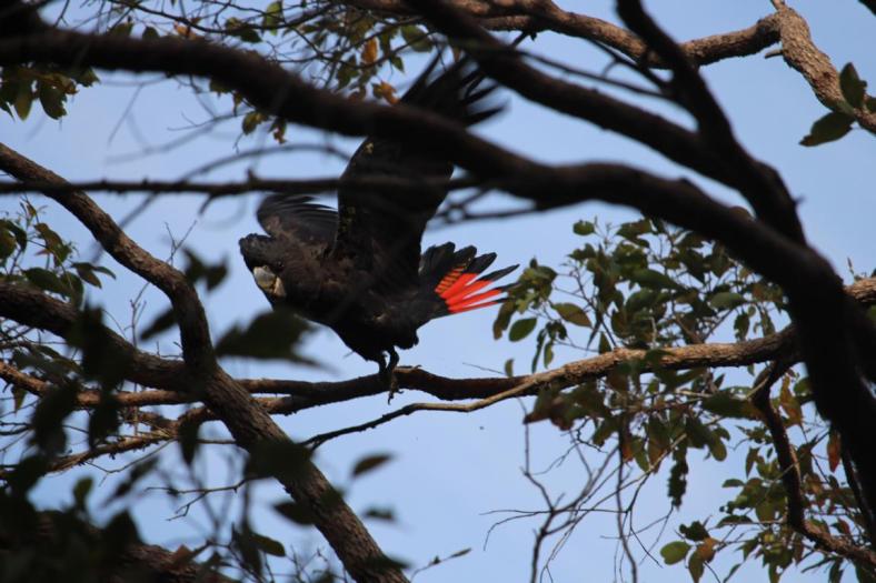 Red-tailed Black-Cockatoo, Wellington NP