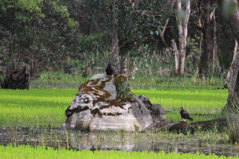 Carnaby's Black-Cockatoo, Grimvade Settlement Camp