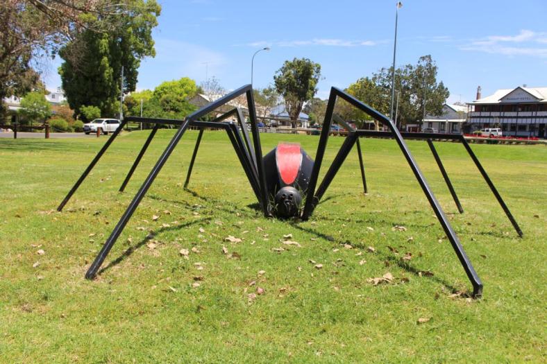 Ein Redback Spider im Park von Nannup
