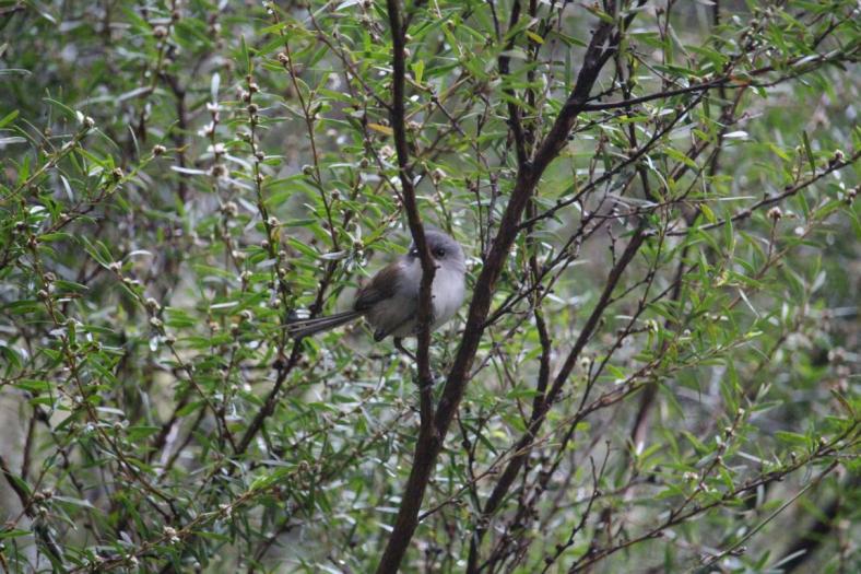 Red-winged Fairy-wren ♀