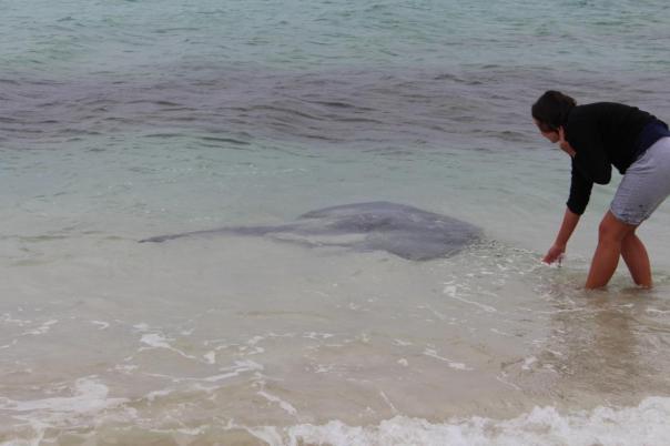 Anlocken durch Klatschen auf's Wasser, Hamelin Bay