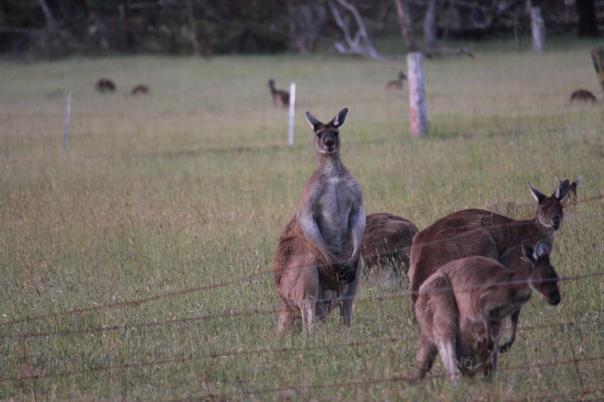 Mit dem prächtigen Männchen sollte man sich nicht anlegen