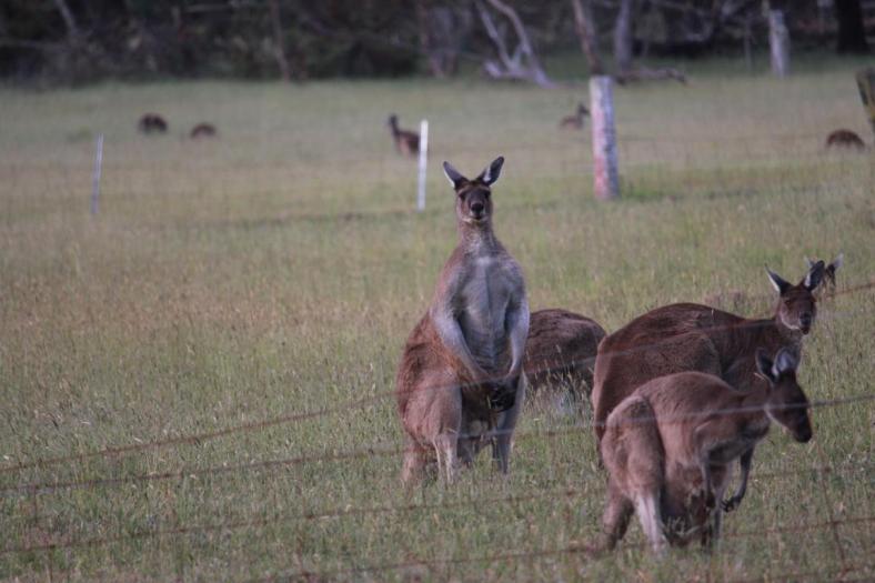 Mit dem prächtigen Männchen sollte man sich nicht anlegen
