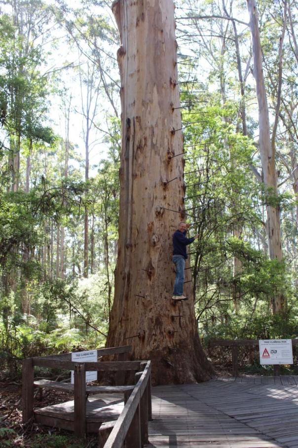 Thomas versucht es am Gloucester Tree