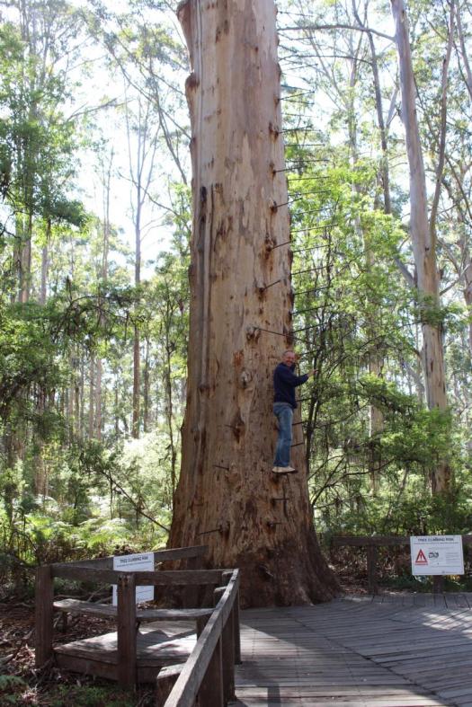 Thomas versucht es am Gloucester Tree