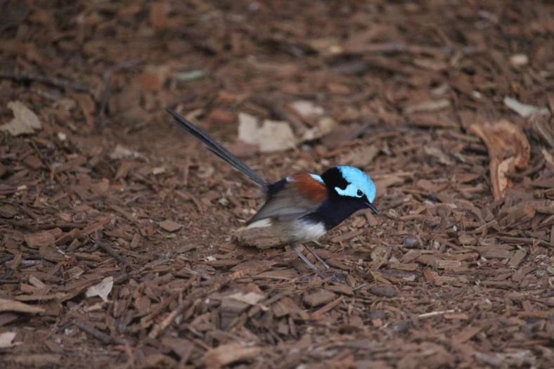 Red-winged Fairy-wren