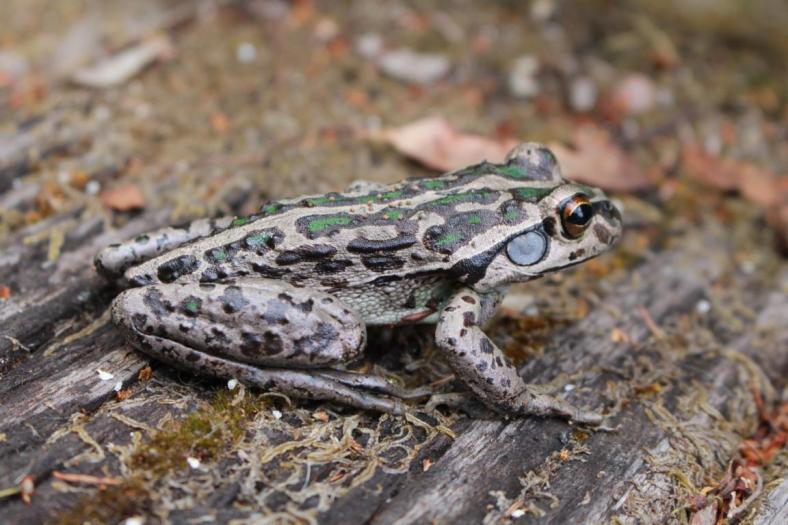 Hübscher Frosch am Dam