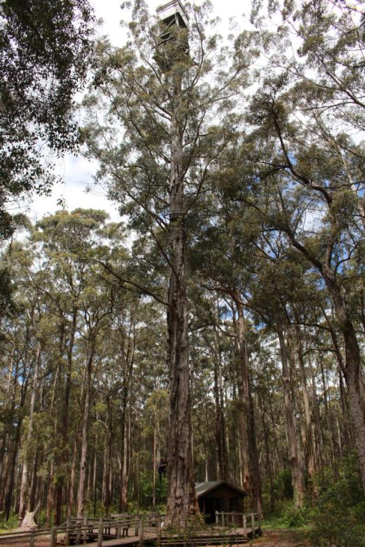 Dave Evans Bicentennial Tree, Warren NP