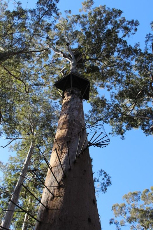 Dave Evans Bicentennial Tree, Warren NP