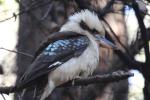 Laughing Kookaburra, Warren NP