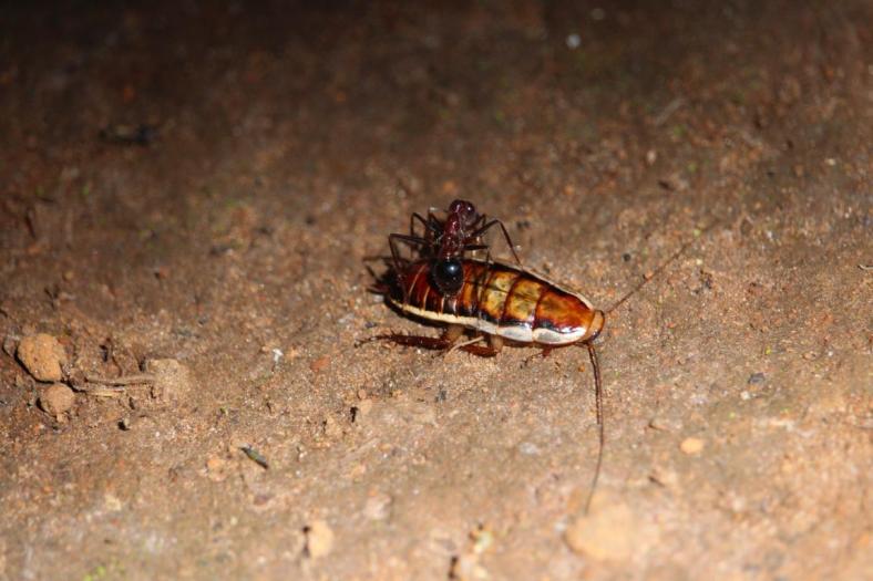 Die Bull Ant killt eine Kakerlake