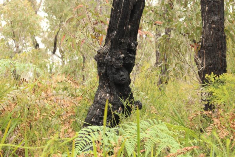 Rising from the ashes