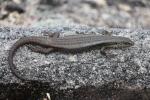 Skink, Mount Frankland NP