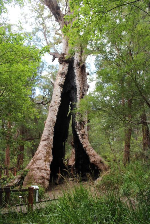 Giant Tingle Tree
