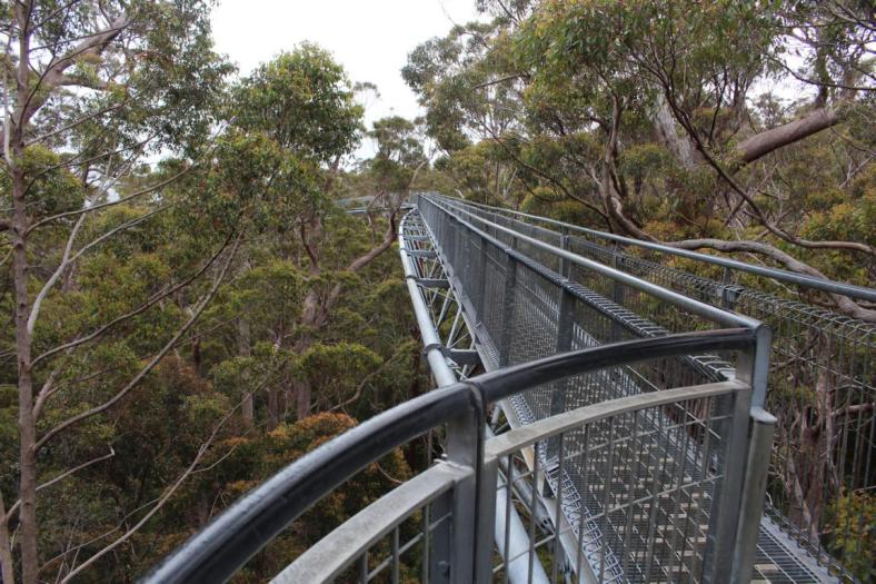 Valley of the Giants Tree Top Walk