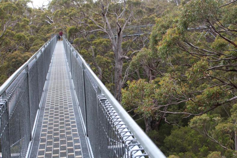 Valley of the Giants Tree Top Walk