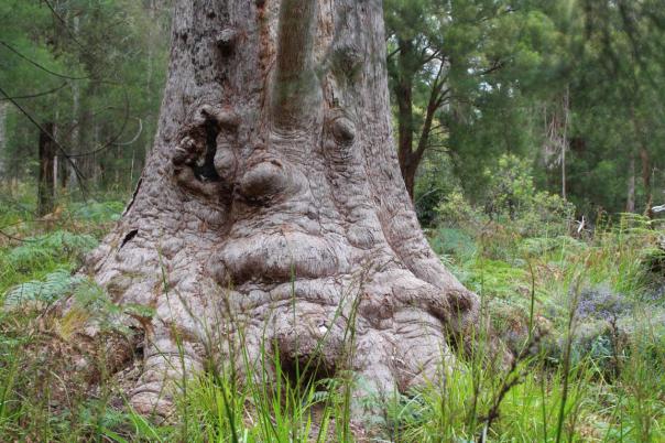 Grandma Tingle, Valley of the Giants