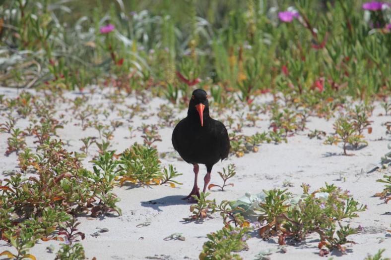 Sooty Oystercatcher, Cosy Corner
