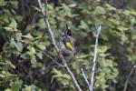 New Holland Honeyeater, Waychinicup NP