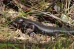 King Skink, Waychinicup NP