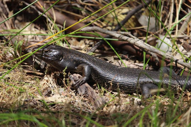 King Skink, Waychinicup NP