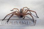 Ein Huntsman Spider kommt wieder zu Besuch auf unseren Tisch, Waychinicup NP