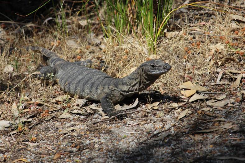 Rosenberg Monitor, Waychinicup NP