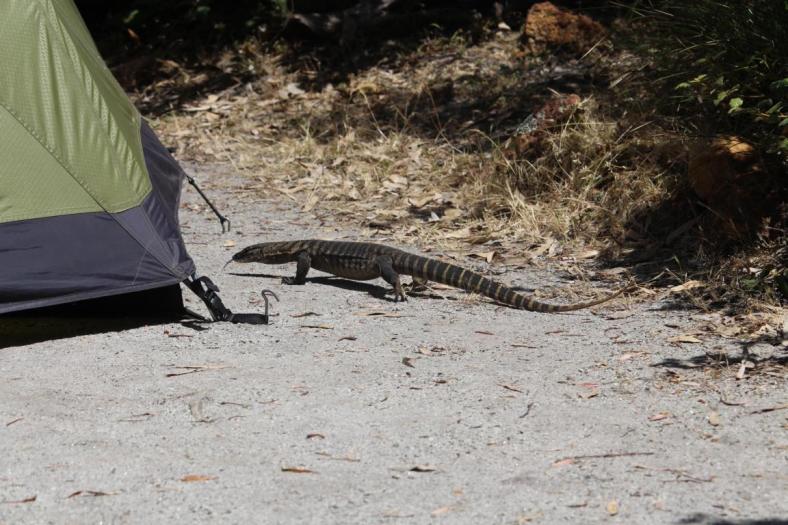 Rosenberg Monitor, Waychinicup NP