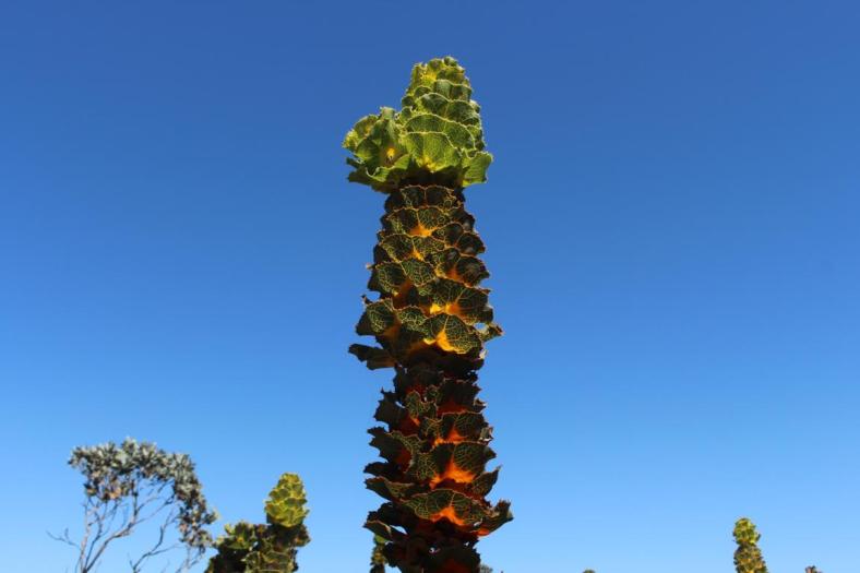 Royal hakea, Fitzgerald River NP